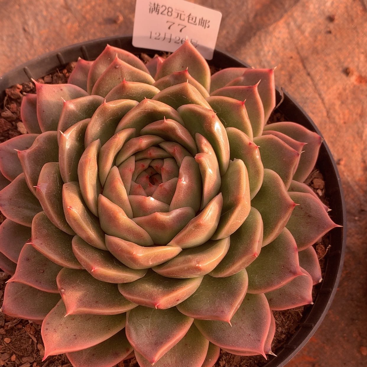 【闪购商品】云77号麦秆