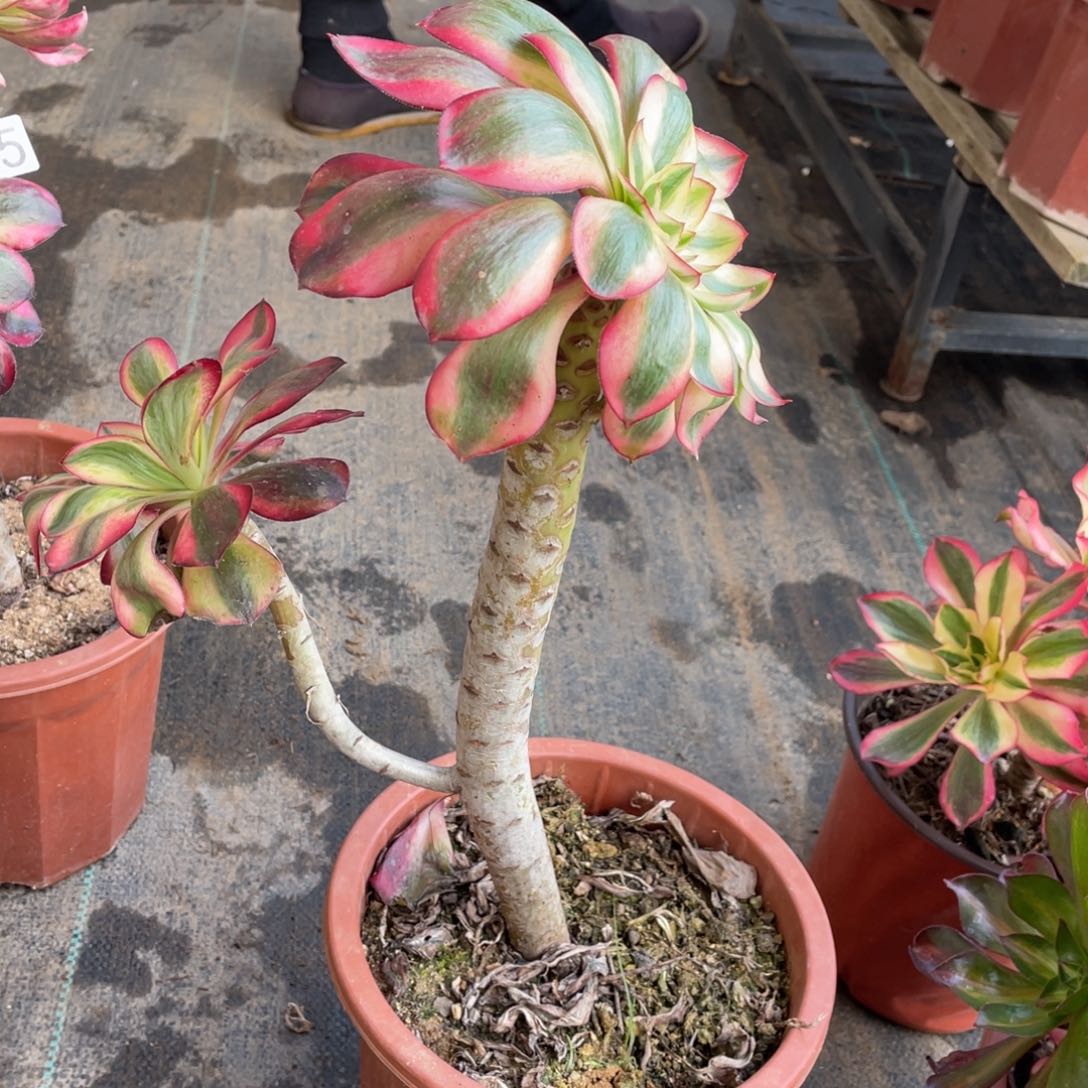 巫毒白锦妖娆老桩