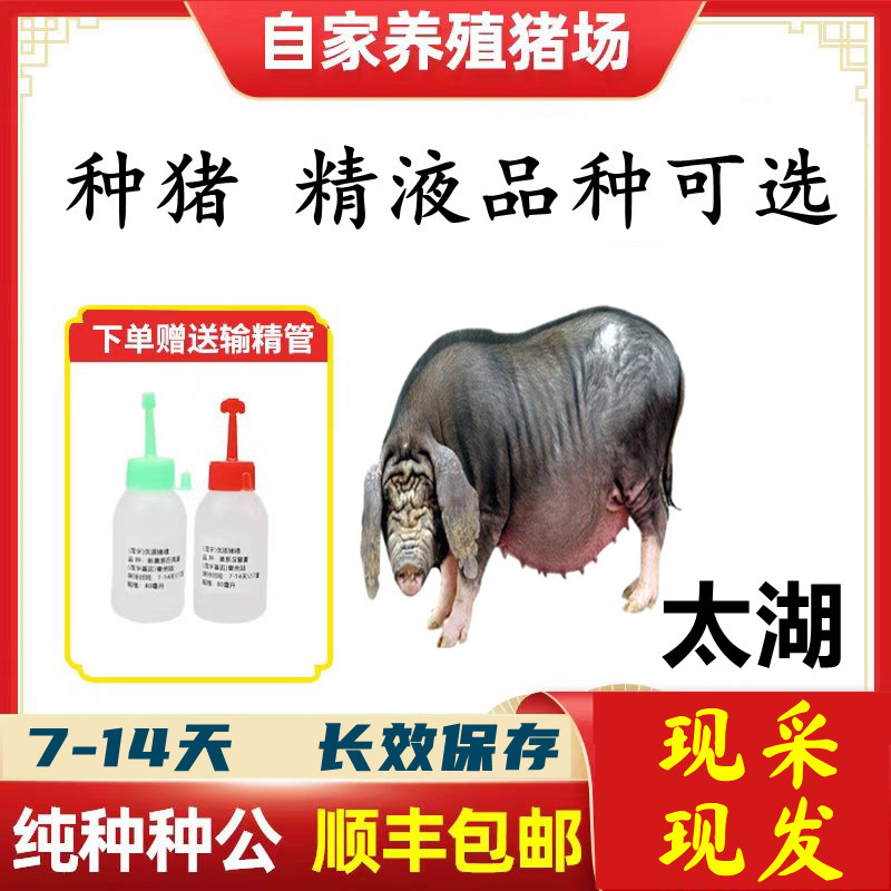 【太湖】种猪优质精液批发品种可选一件包邮原种恒温箱发货包对版