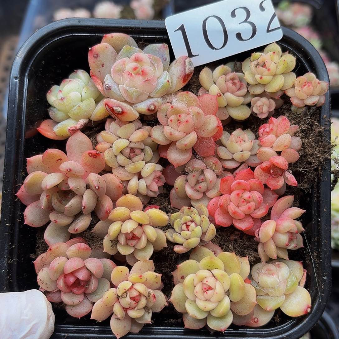 多肉植物多肉植物1032