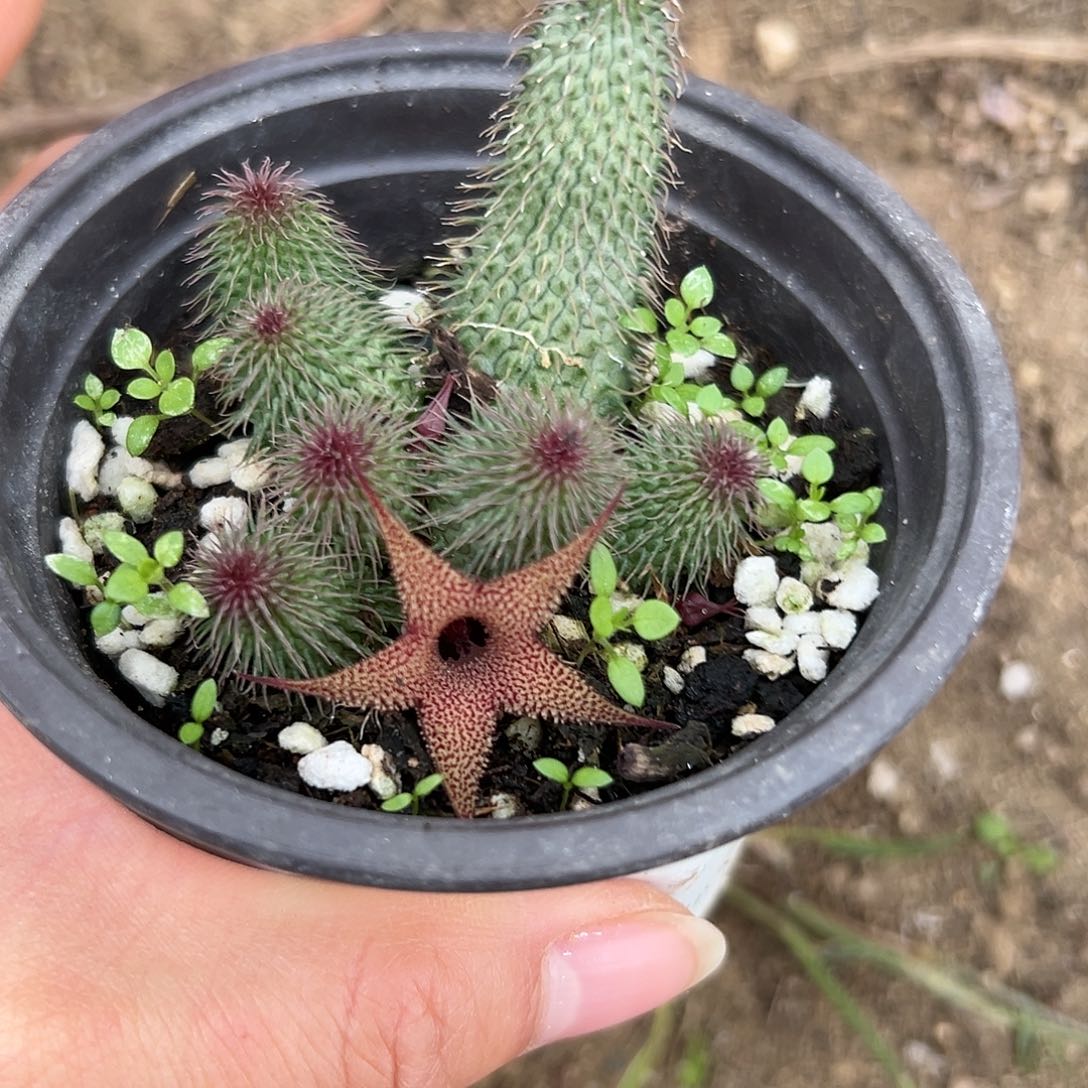 多呃呃呃呃呃呃呃呃