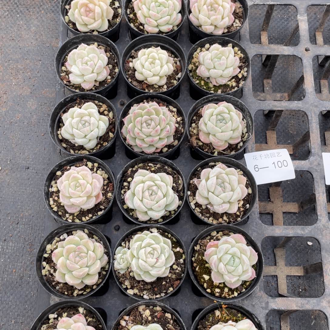 一物一拍18棵6-100