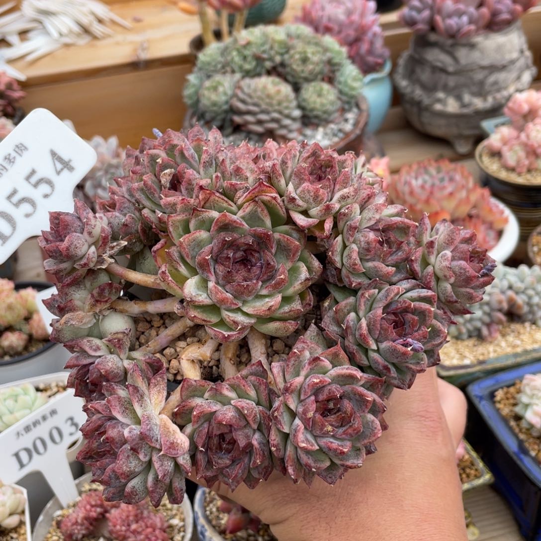 0554黑水晶不带盆15厘米