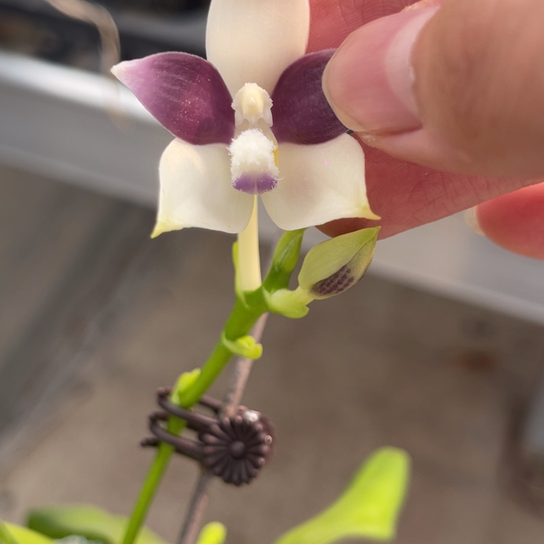 完全开放盾花-668