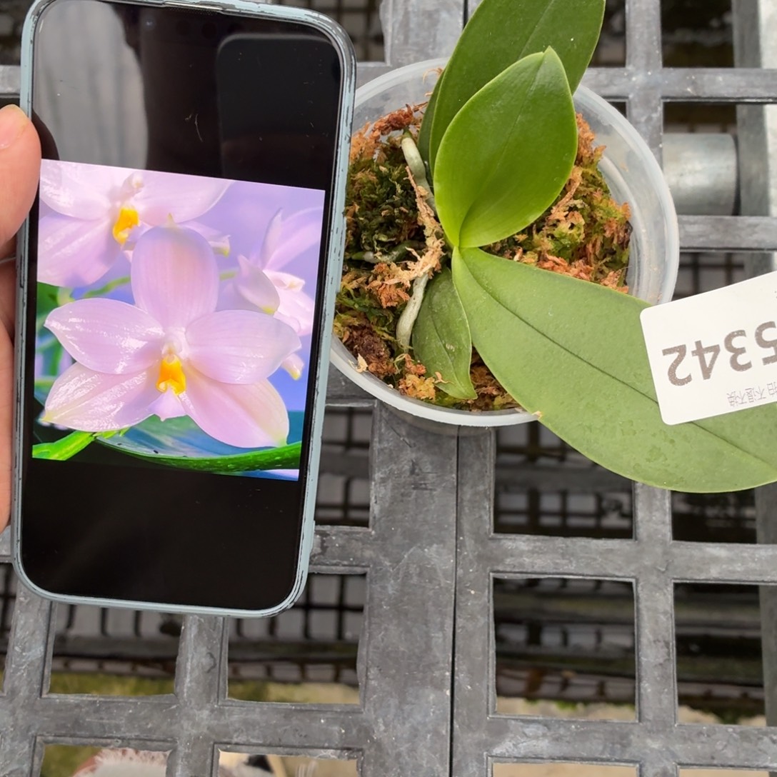 当前无花朵，栽培后可花朵A5342极光