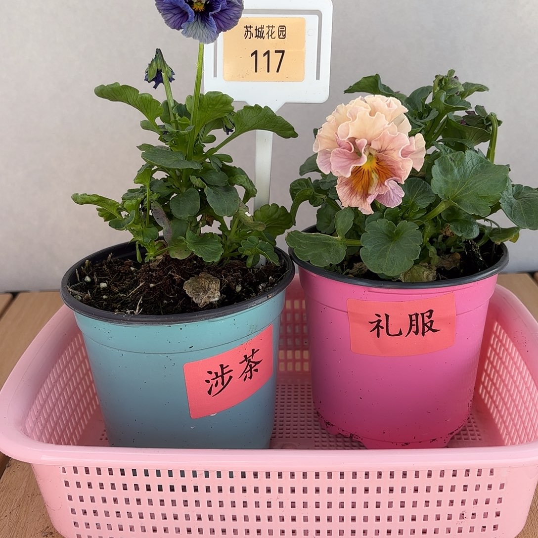 大部分开放少量花苞117