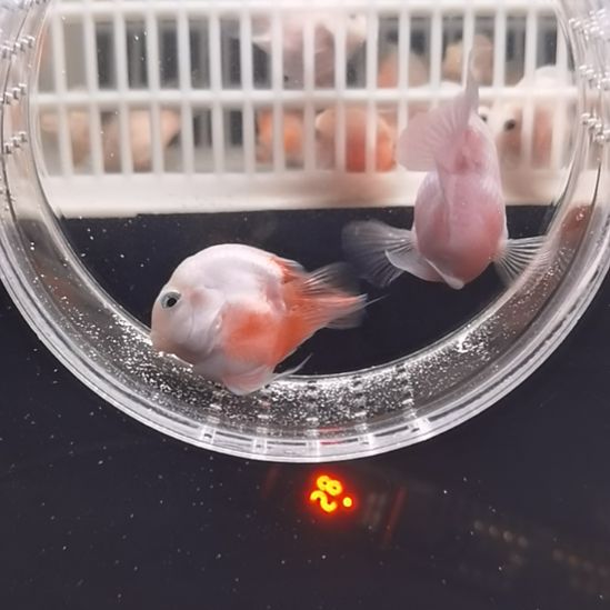 鹦鹉鱼迷你鹦鹉鱼