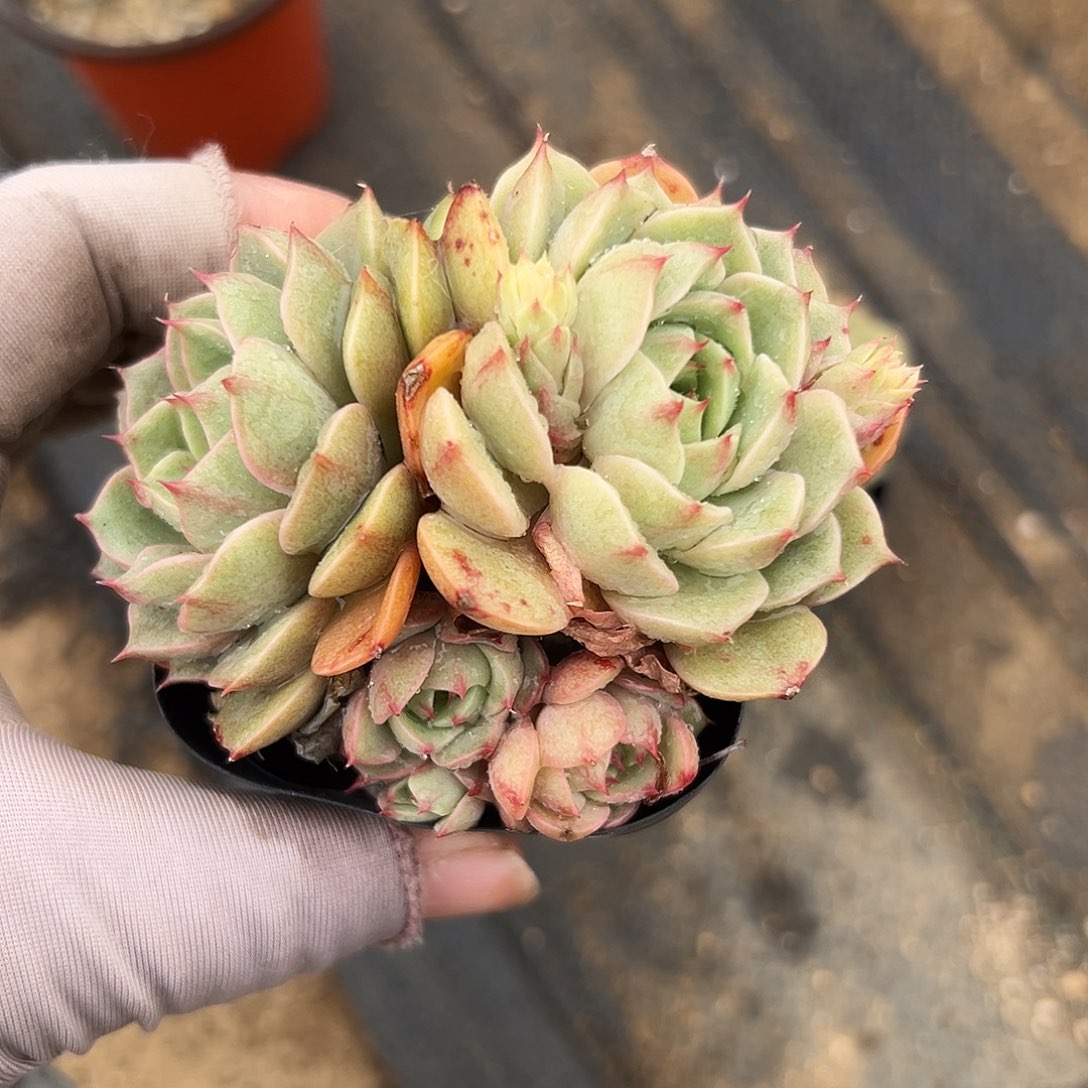 多肉植物本巴蒂斯