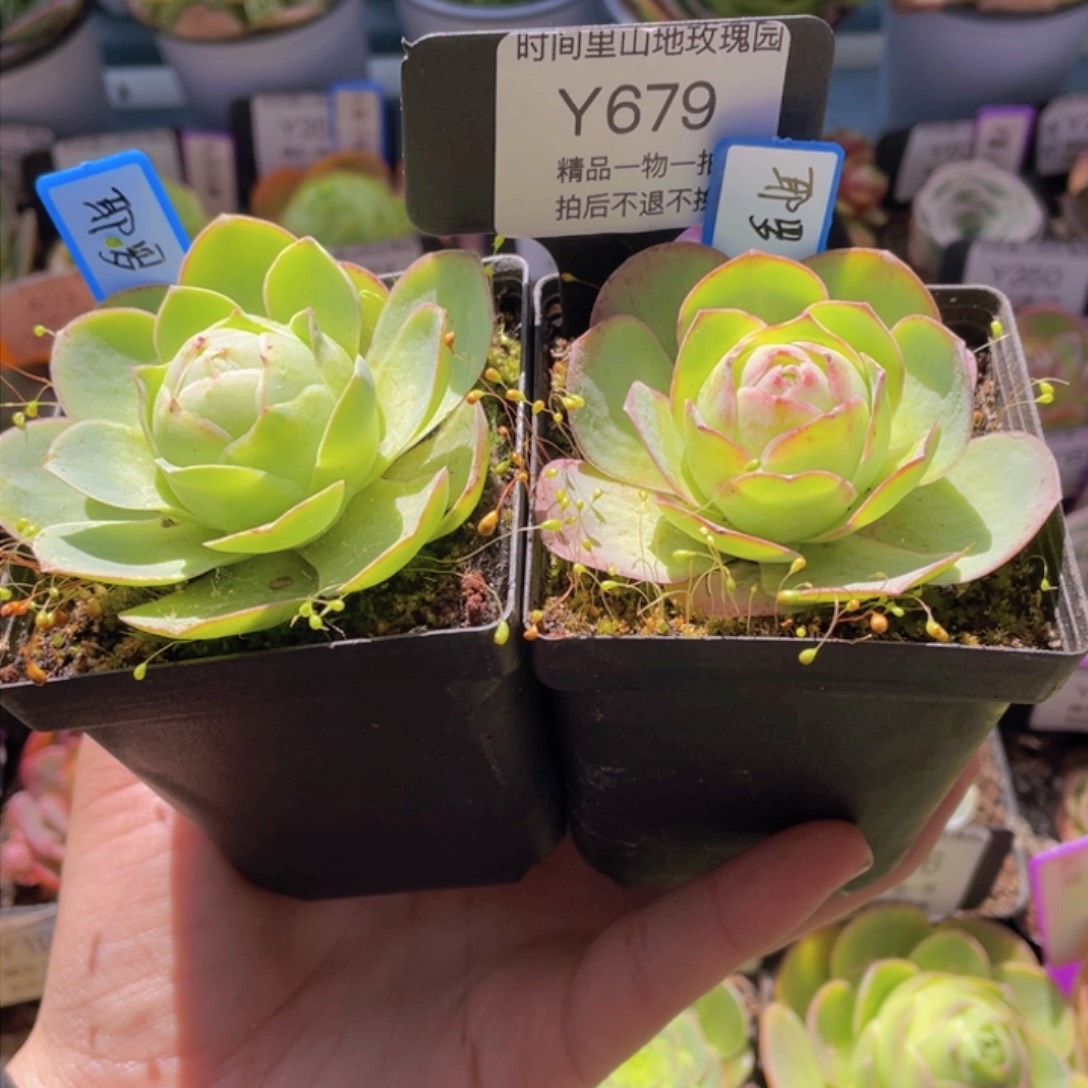 耶罗玫瑰679一物一拍