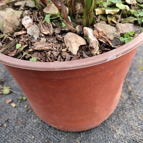 完全开放贵州春兰