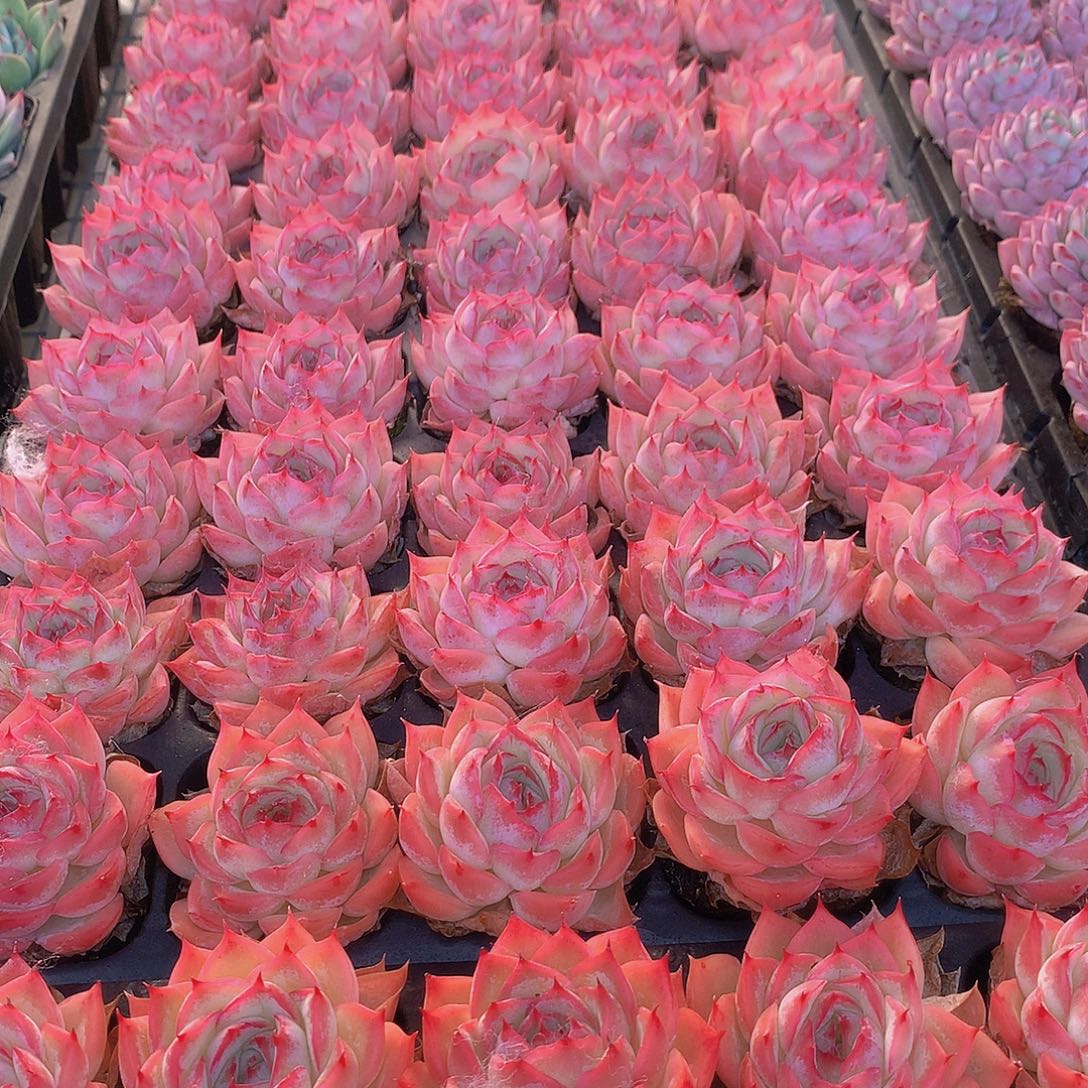 三颗侧影34567789909000