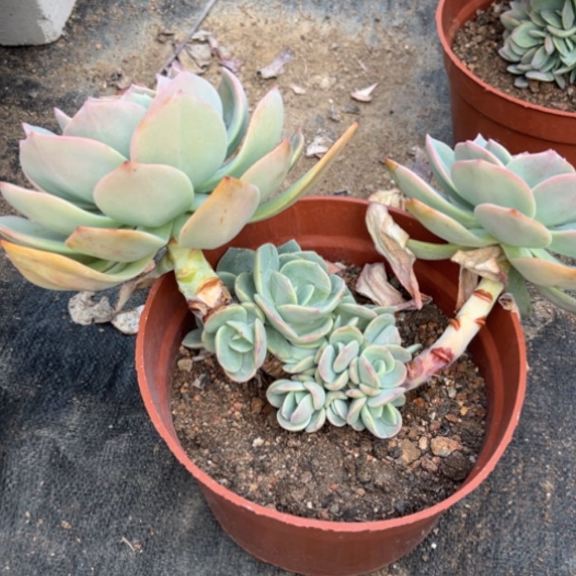 【闪购商品】宇****媒白凤