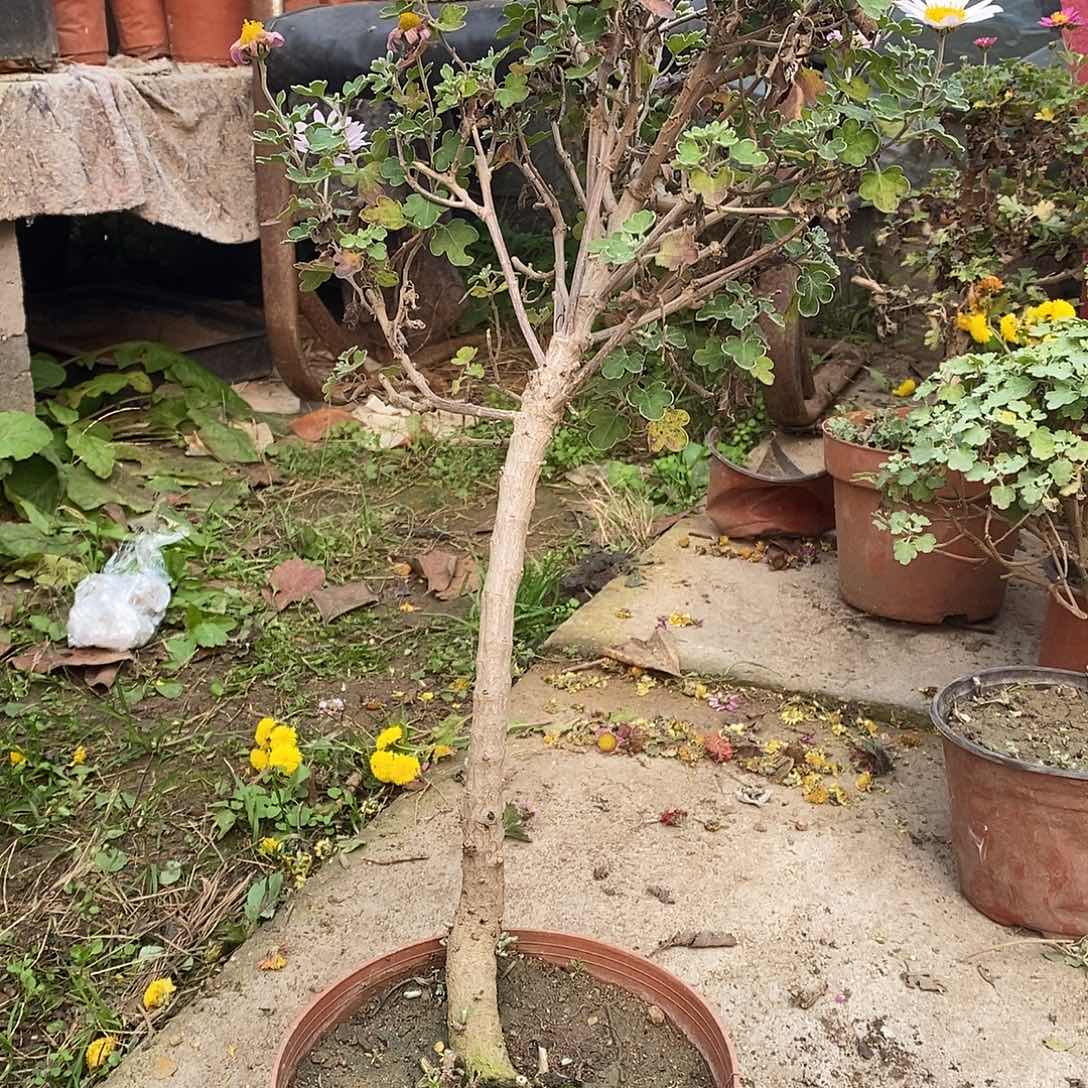 半***欢完全开放盆景菊花