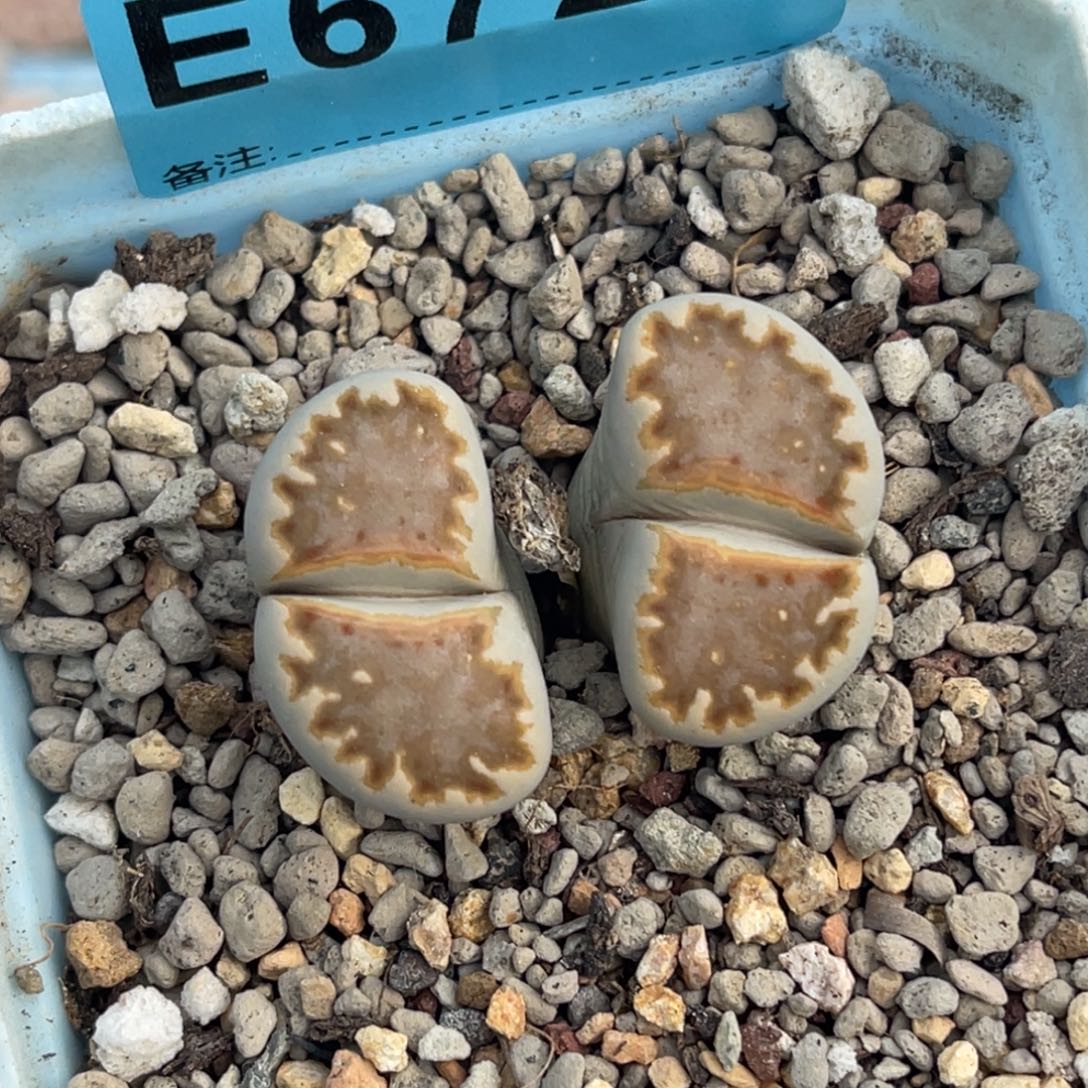 6722双头橘色糖霜饼干一颗