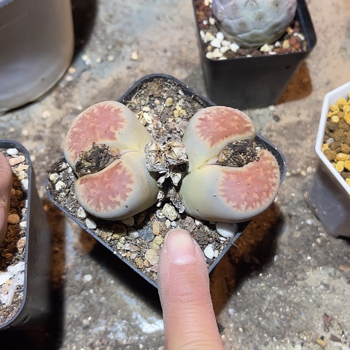 满38包邮，年后脱土晾根发货多肉