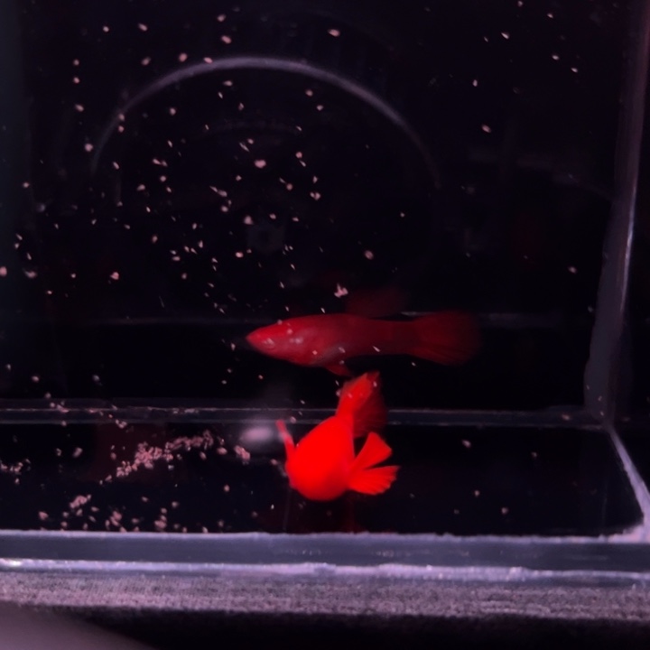 孔雀鱼火麒麟90/95红1对