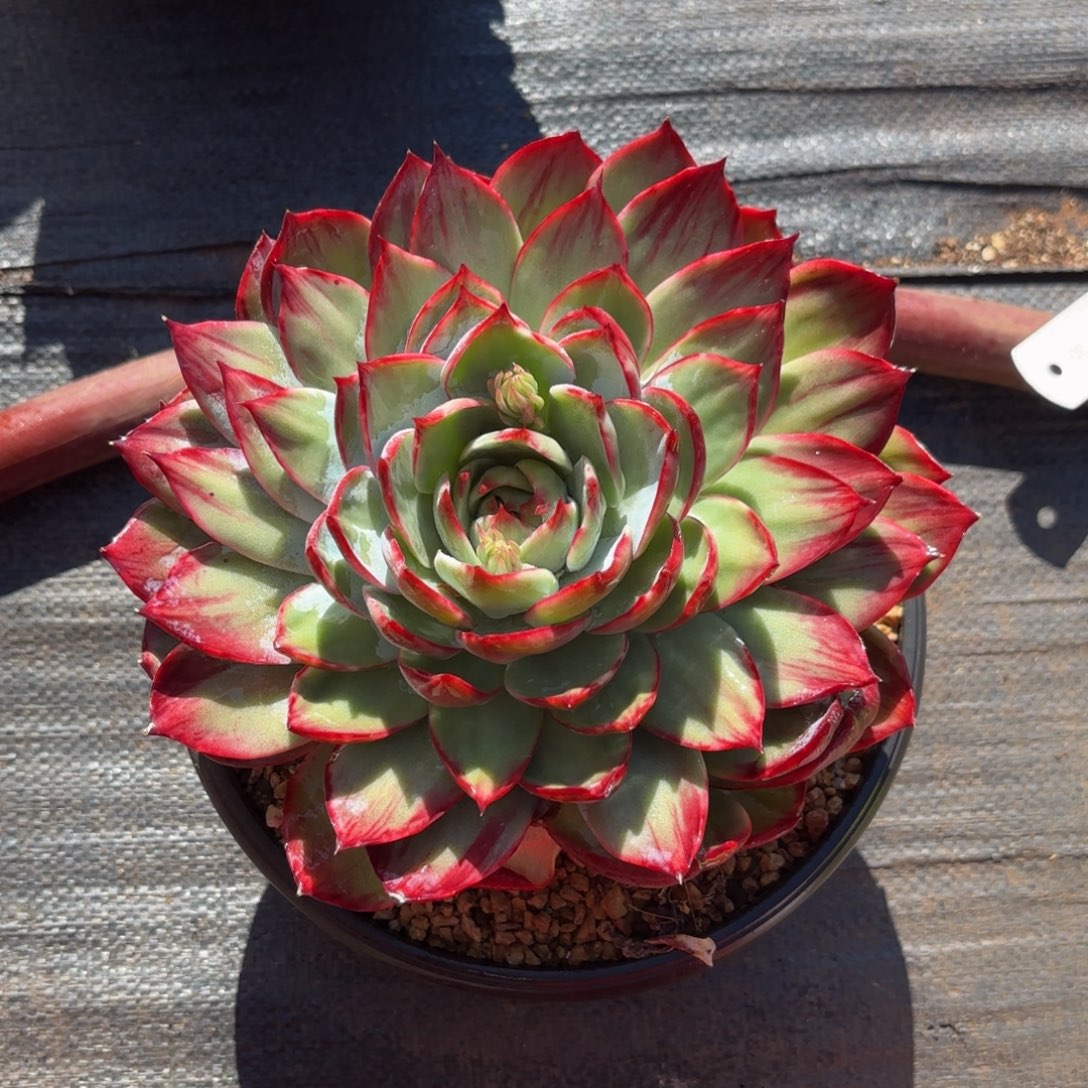 燕***哈哈哈哈哈哈宝贝不好宝贝宝贝吧