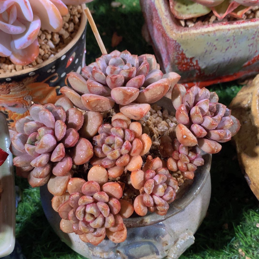 葡萄12 公分一物一拍