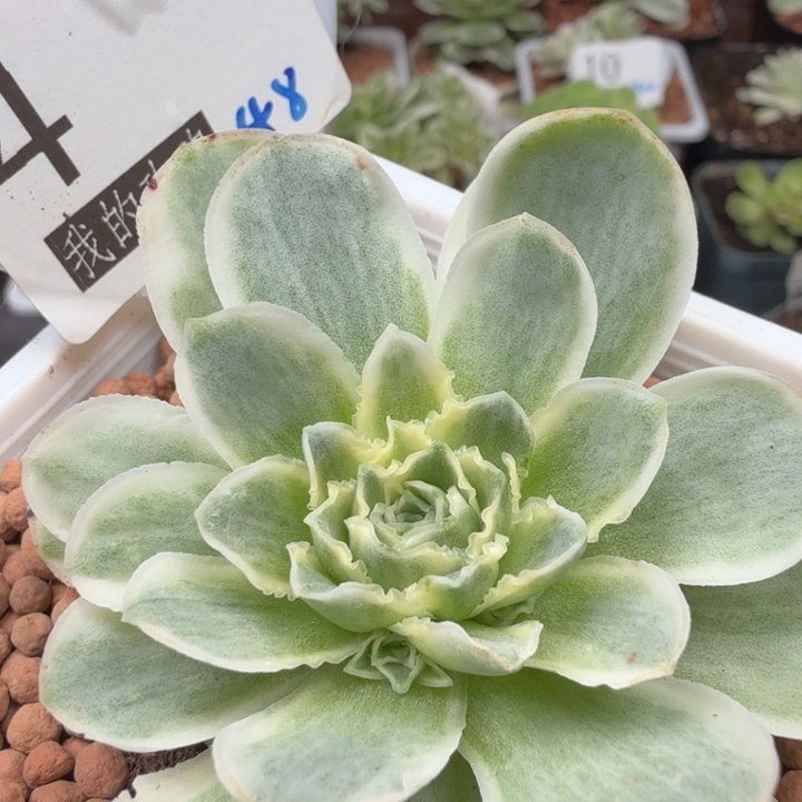 蕾丝秋夕山地玫瑰4