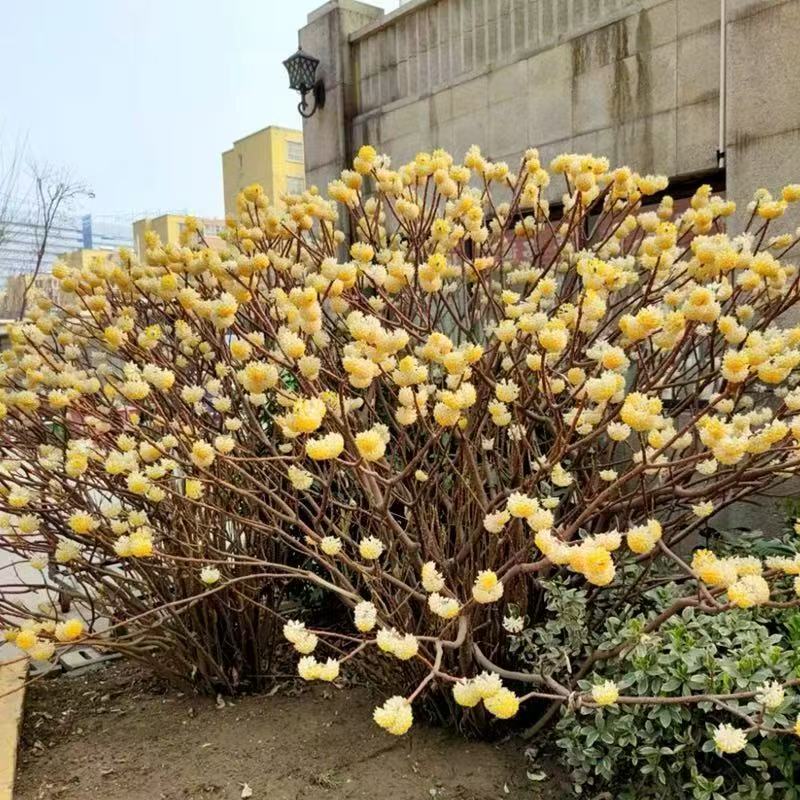 结香花树苗黄瑞香浓香花卉打结花打结树庭院耐寒结香花苗