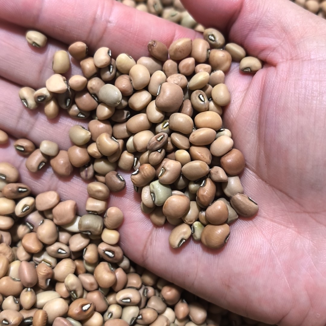 赤豆，黑豆，黄豆农产品