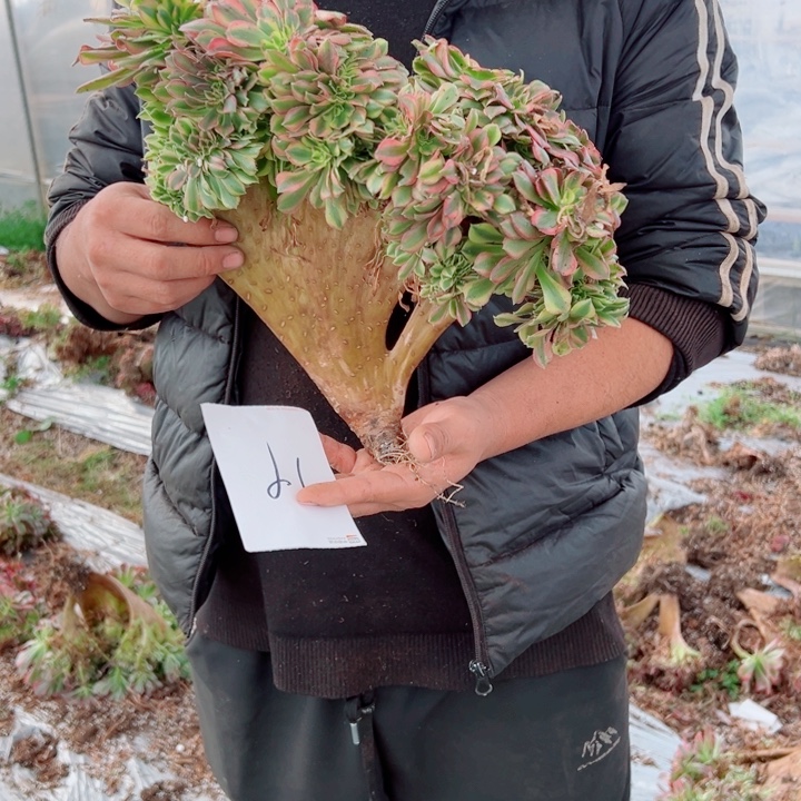 红袖醉话19号多肉法师