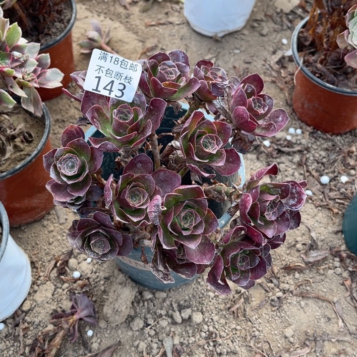 做***己143魅金玫瑰绣球1号