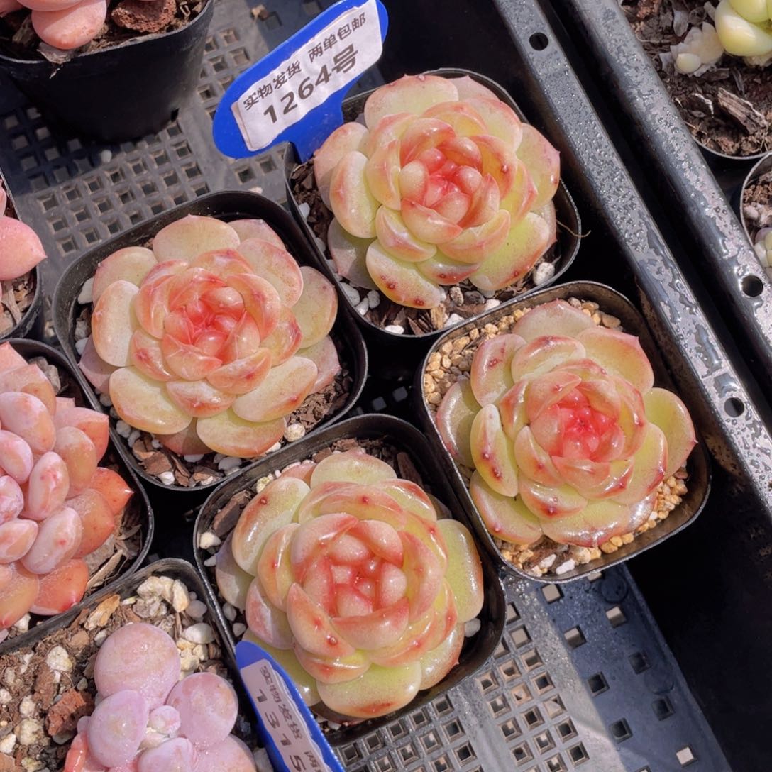 1264号 丸叶糖心甜茶单头一个