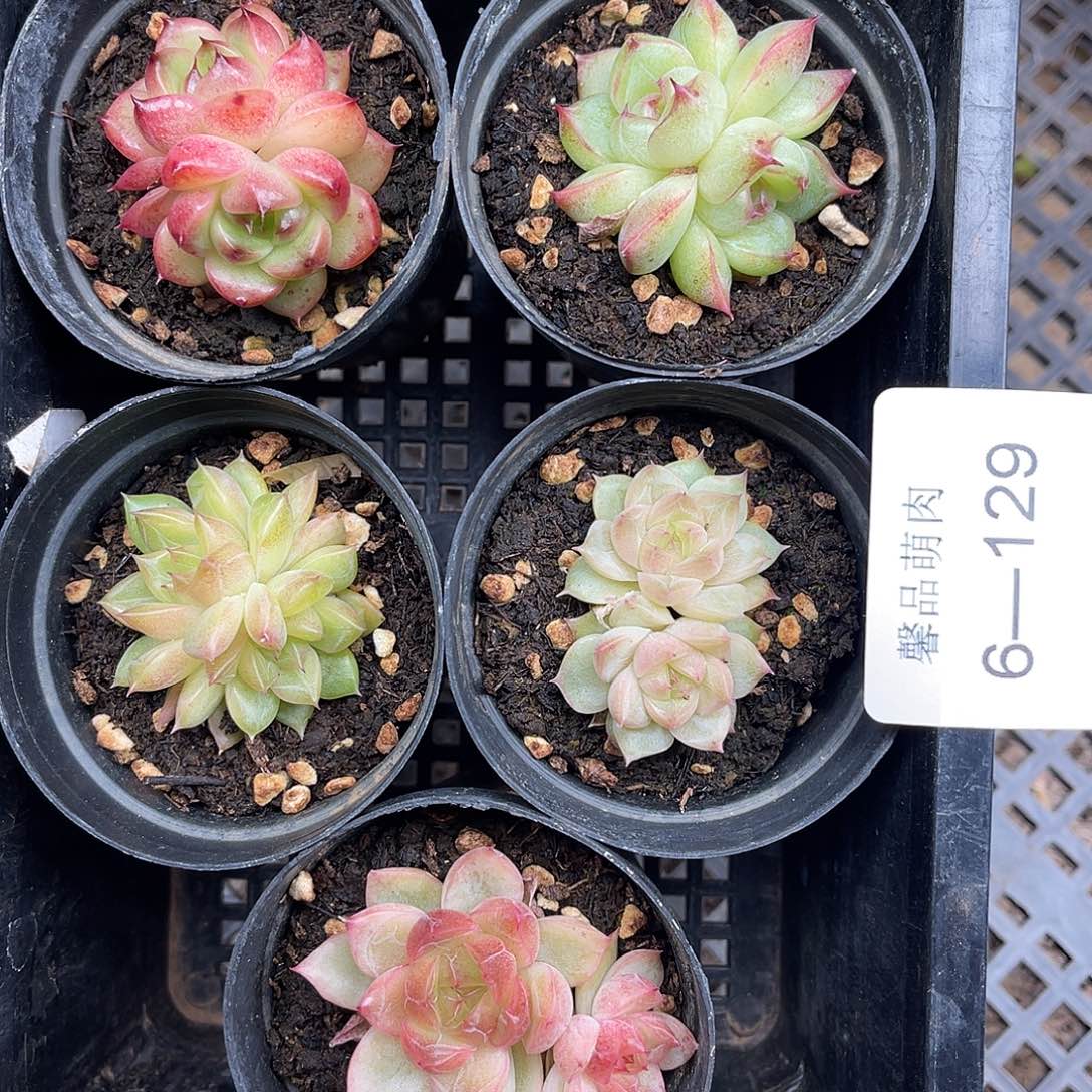 多肉一物一拍6-129