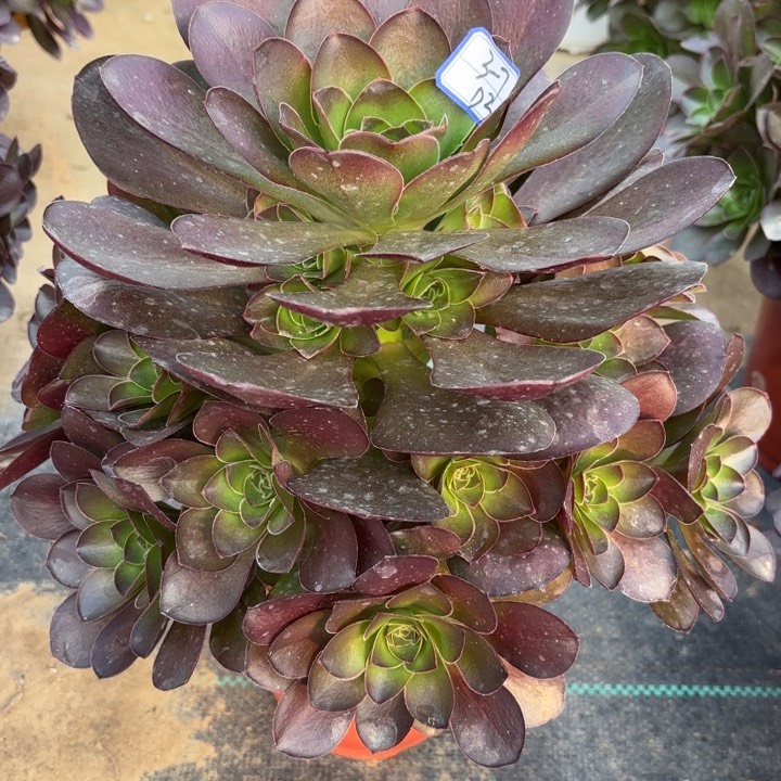 小*子魅金多肉断枝不包3