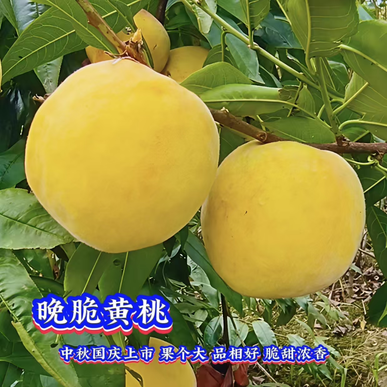 晚脆黄桃苗/晚熟黄桃苗/桃树苗/一年裸根地栽苗/中秋黄桃苗