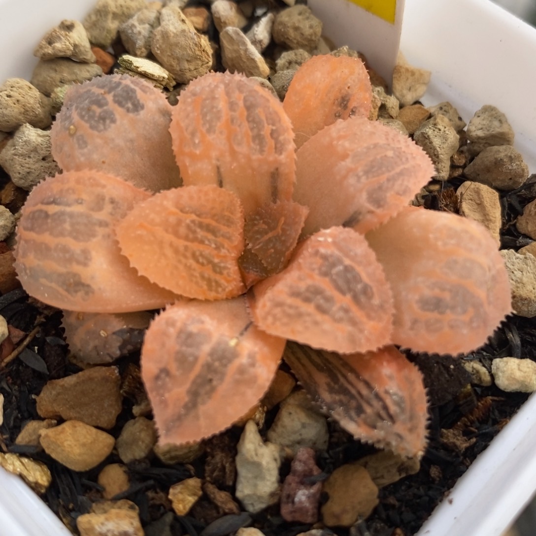 116具味城锦一物一拍