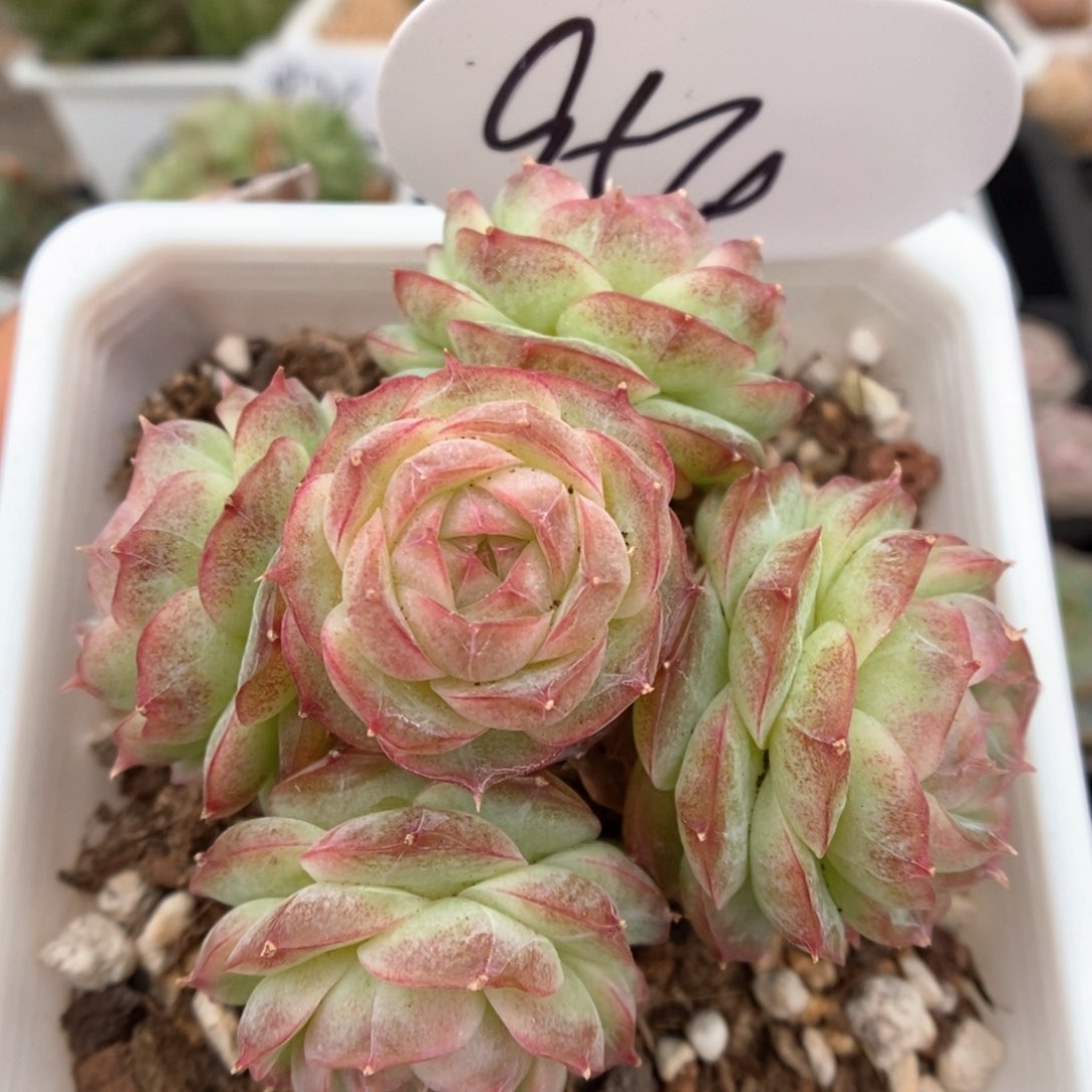 蔷薇珍妮群生可拍954号。