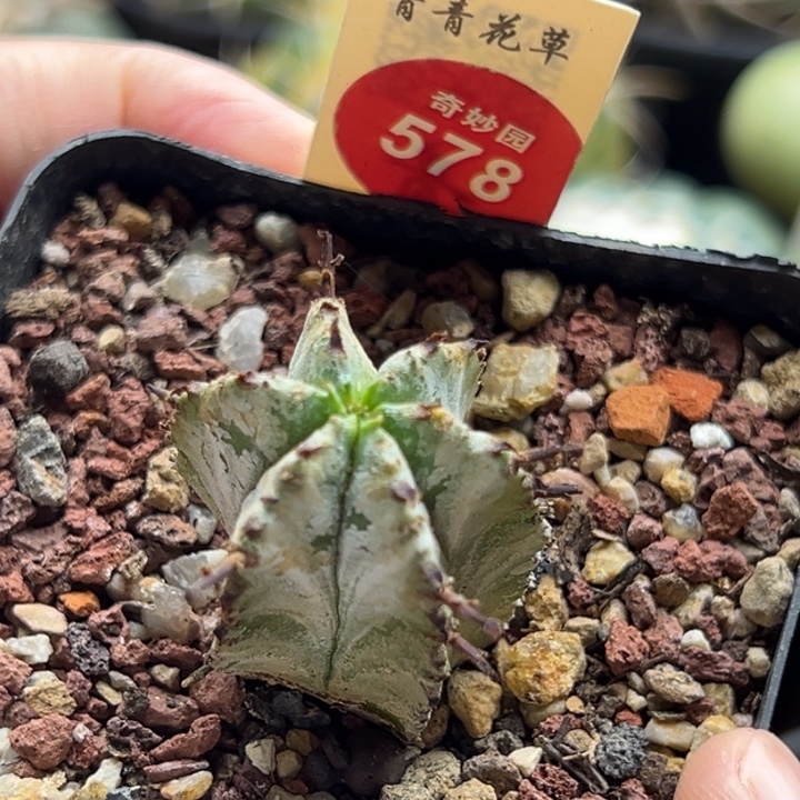 实生白衣魁伟玉一棵仙人球