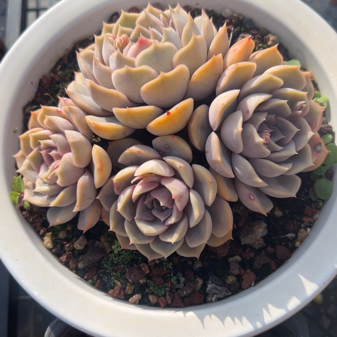 菲欧娜有砍精控多肉一物一拍