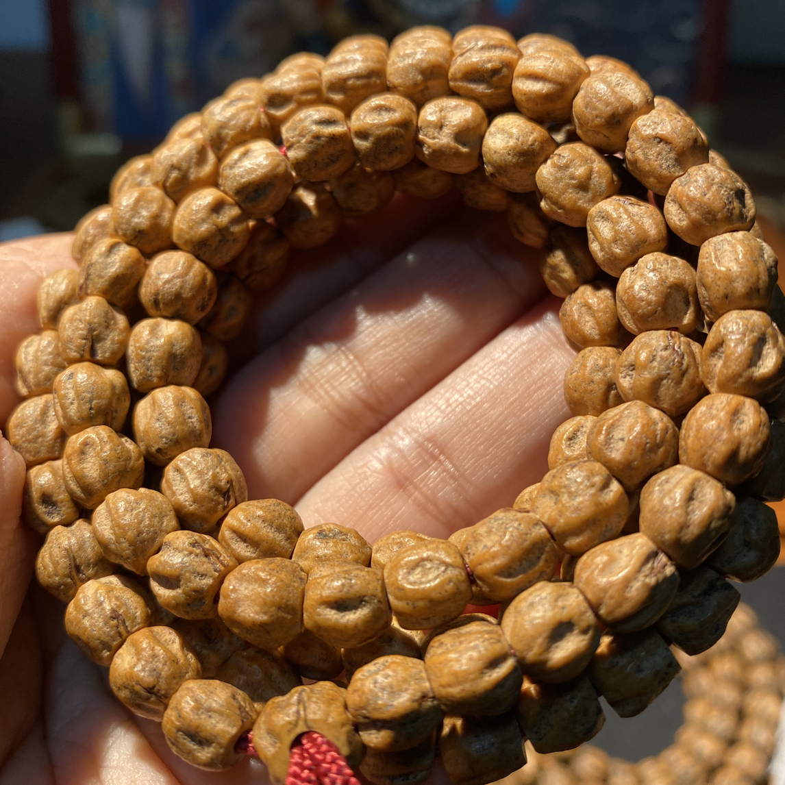 红芽红油皮深坑鬼脸直切柏香籽柏香