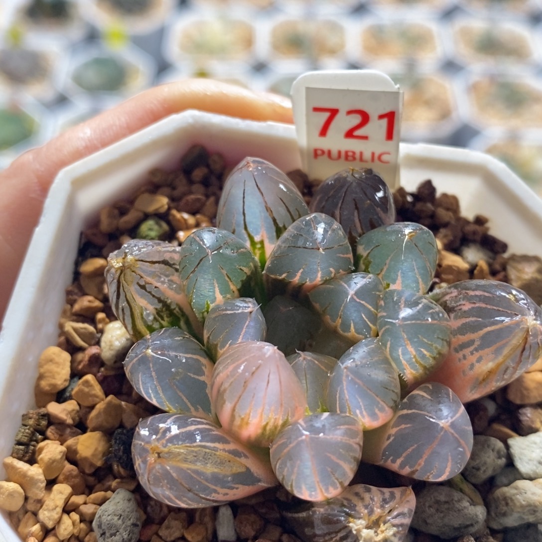 不开花植物721霓虹灯