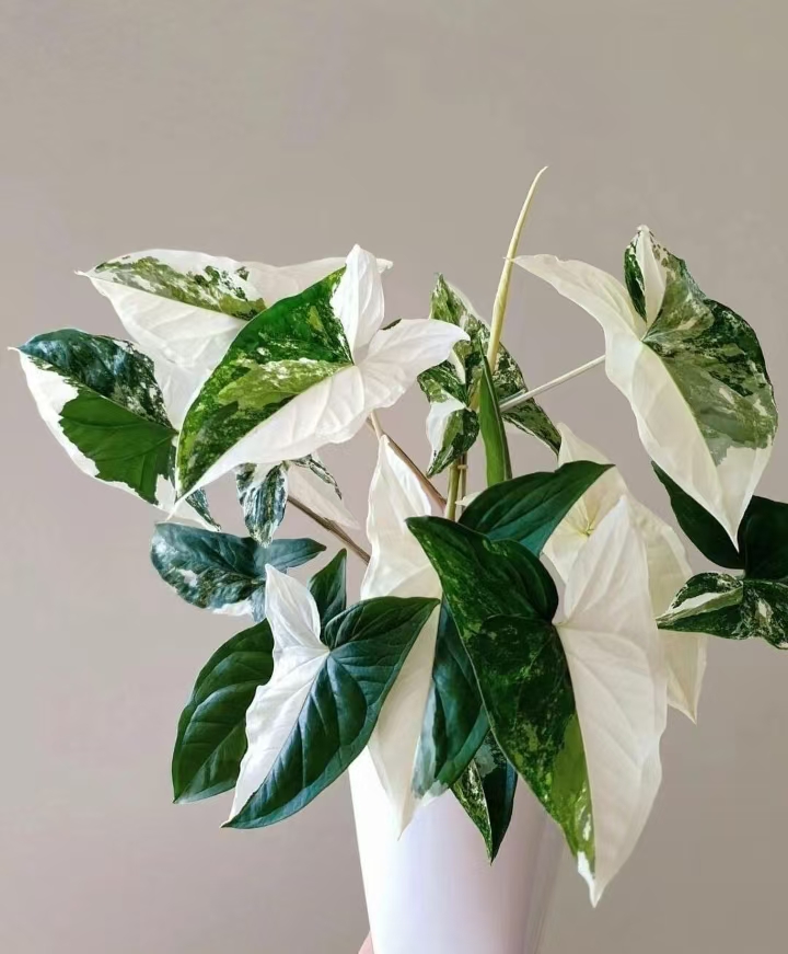量拍小盆白锦合果芋