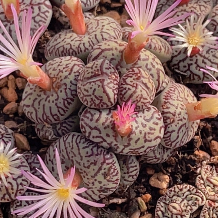 48000888000088888855888