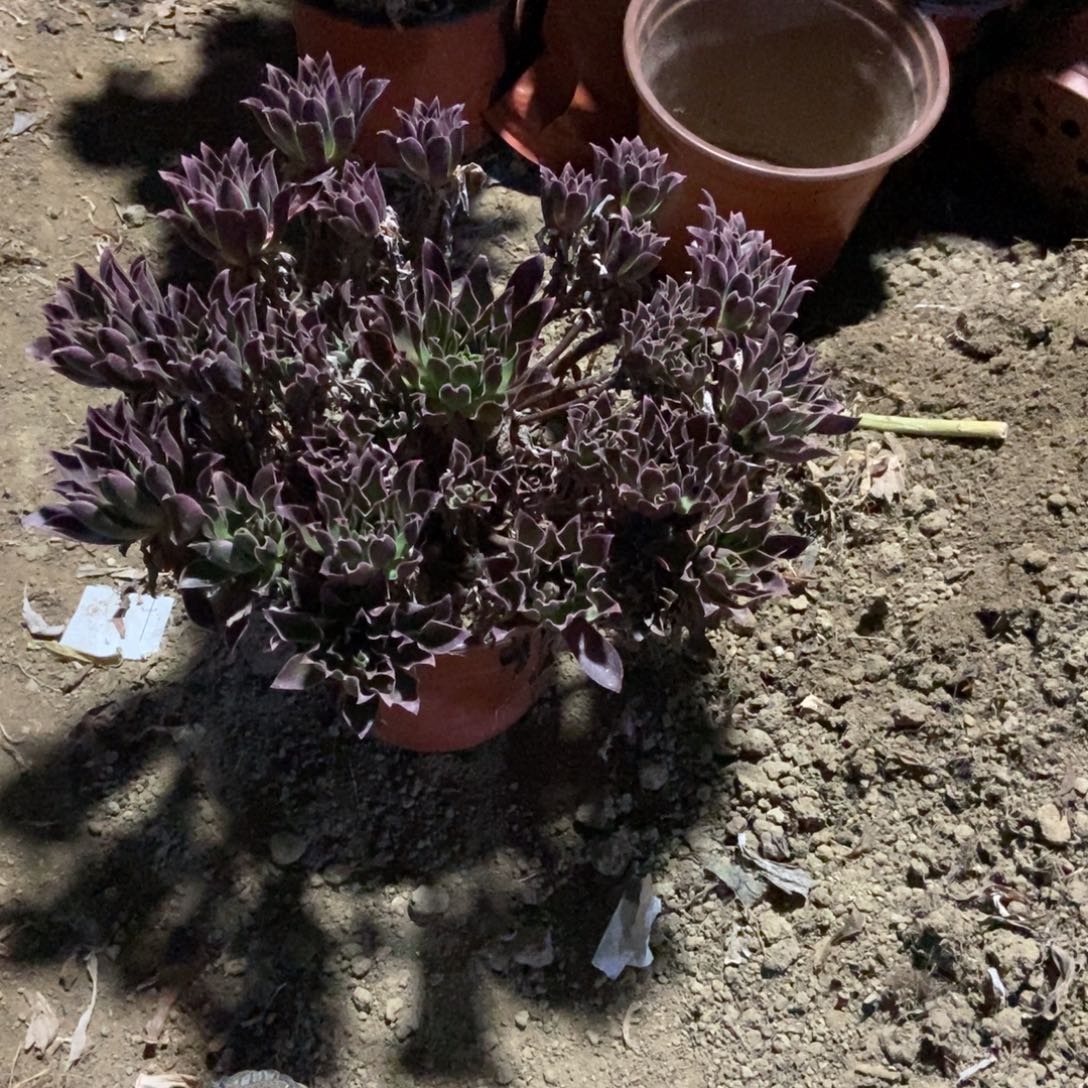 17号链接凤凰法师法师