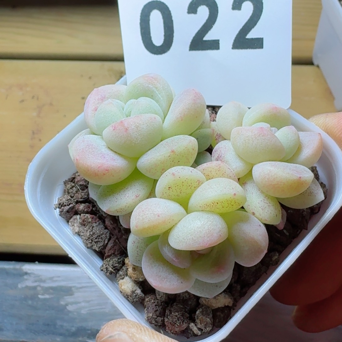 冰玉         多肉植物