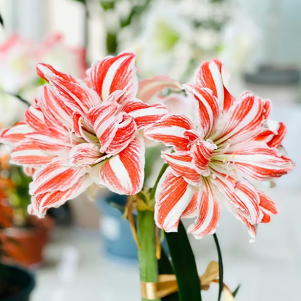 【舞蹈皇后】★荷兰重瓣朱顶红室内外盆栽阳台花卉好养北方原生