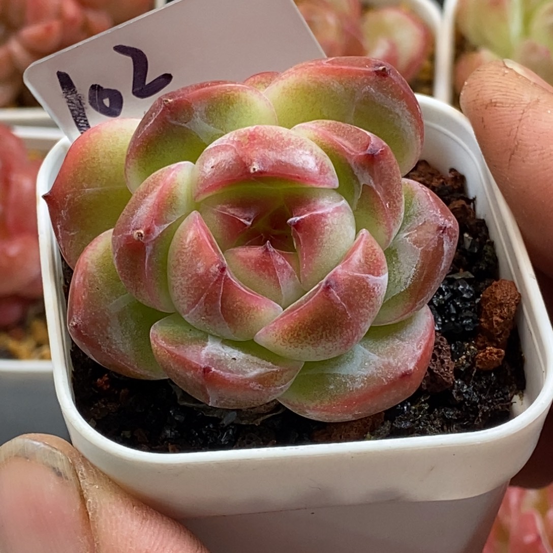 天官赐福百无禁忌