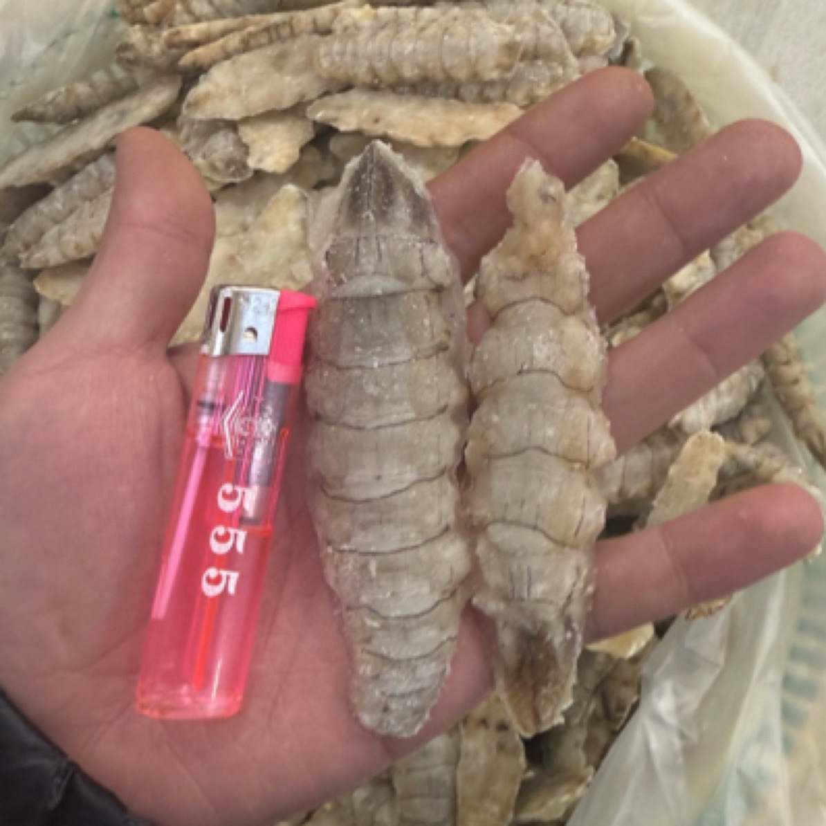 渤海湾本地干冻皮皮虾肉！3斤起！原汁原味唐山当地货！京东包邮