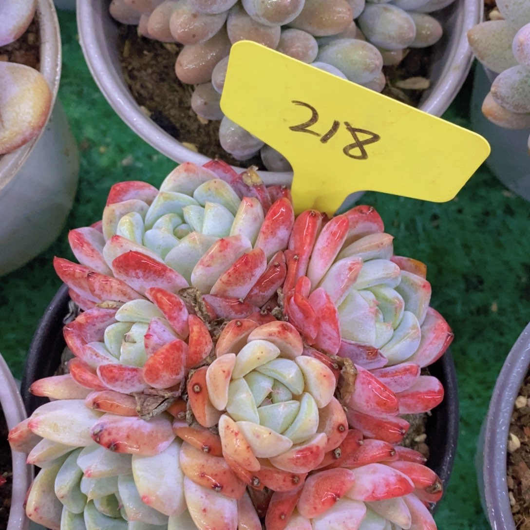 活动专场第一场，5送1