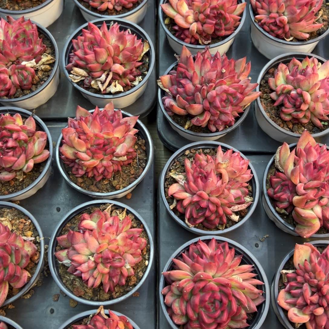 佛洛瑞安娜真不错