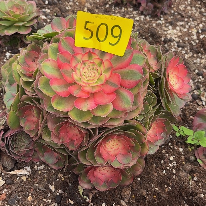 *****多肉植物福利509个