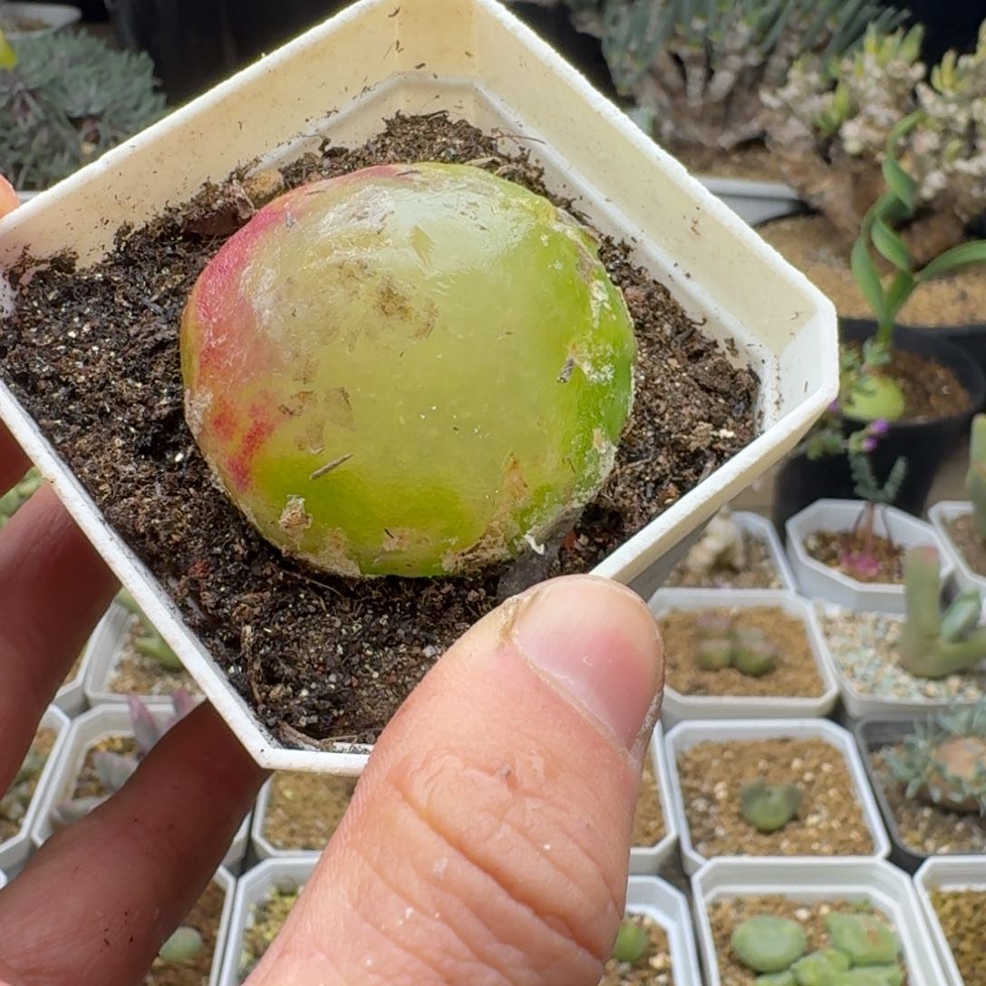 灯泡4.5cm有伤带盆发多肉。