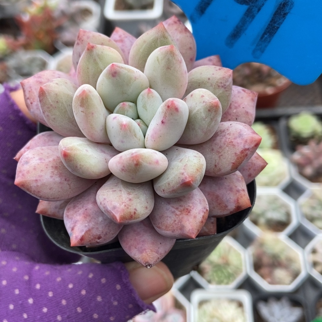 791半夏多肉植物多肉