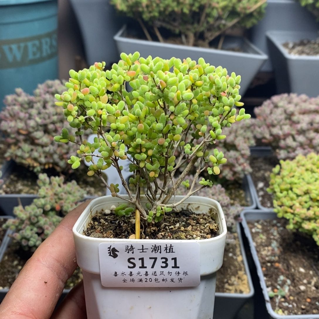 1731蜜橘糖球枝干